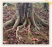 Botanical Description of Rudraksha