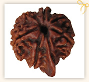 Ganesha Rudraksha