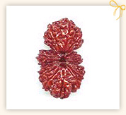 Garbh Gauri Rudraksha