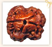 Identification of Rudraksha