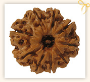 Nine Mukhi