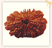 Sixteen Mukhi