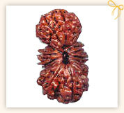 Trijuti/Tribhagi Rudraksha