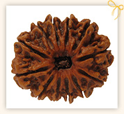 Twelve Mukhi