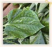 Betel Leaf