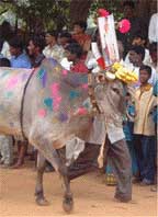 Pongal Festival